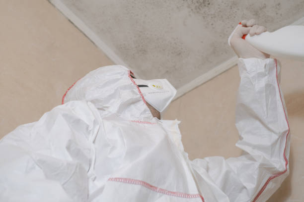 Best Attic Mold Remediation in Weddington, NC