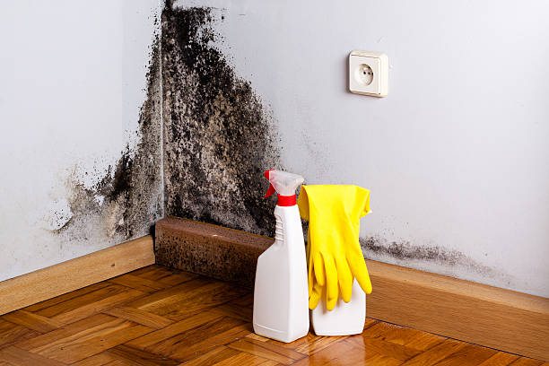 Best Post-Flood Mold Remediation in Weddington, NC